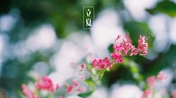 唯美清新花朵，花卉 立夏桌面壁纸图片