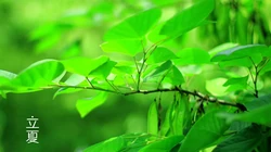绿意盎然的树木，树叶，叶子等唯美立夏节气桌面壁纸图片
