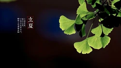 绿意盎然的树木，树叶，叶子等唯美立夏节气桌面壁纸图片