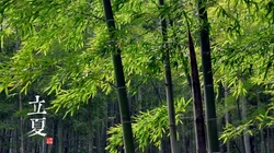 绿意盎然的树木，树叶，叶子等唯美立夏节气桌面壁纸图片