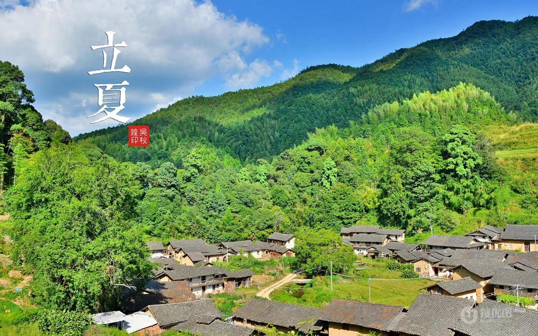绿意盎然的树木，树叶，叶子等唯美立夏节气桌面壁纸图片