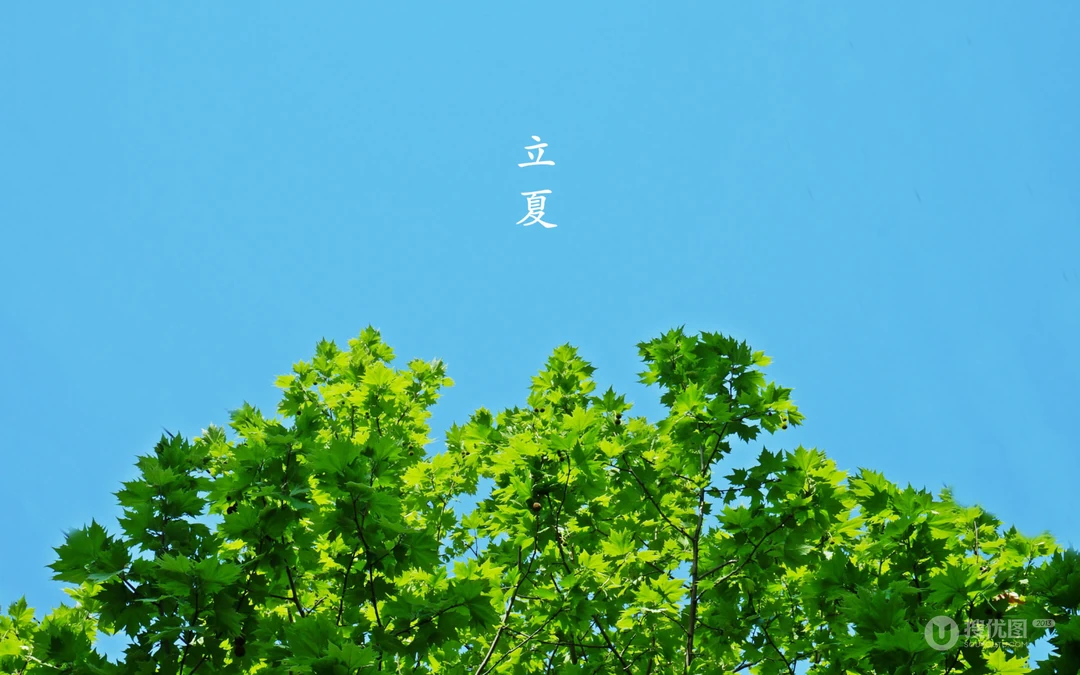 绿意盎然的树木，树叶，叶子等唯美立夏节气桌面壁纸图片