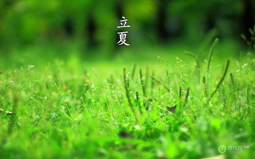 绿意盎然的树木，树叶，叶子等唯美立夏节气桌面壁纸图片