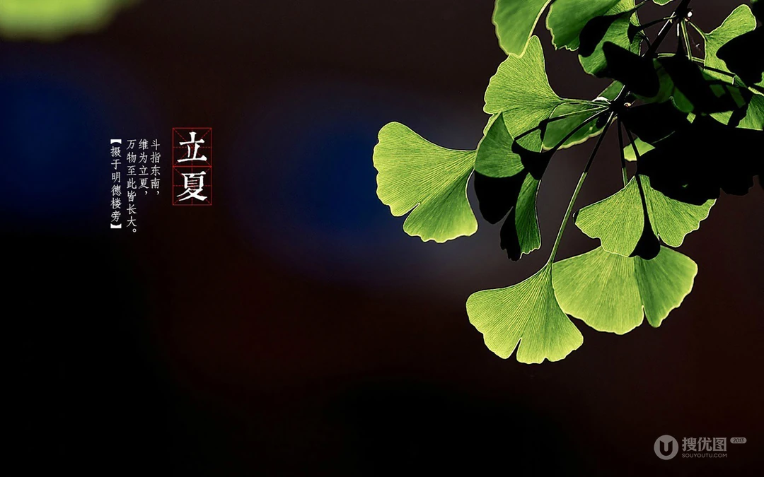 绿意盎然的树木，树叶，叶子等唯美立夏节气桌面壁纸图片