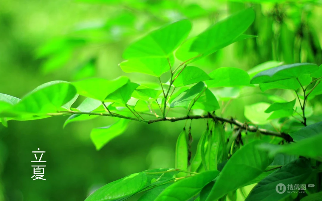 绿意盎然的树木，树叶，叶子等唯美立夏节气桌面壁纸图片