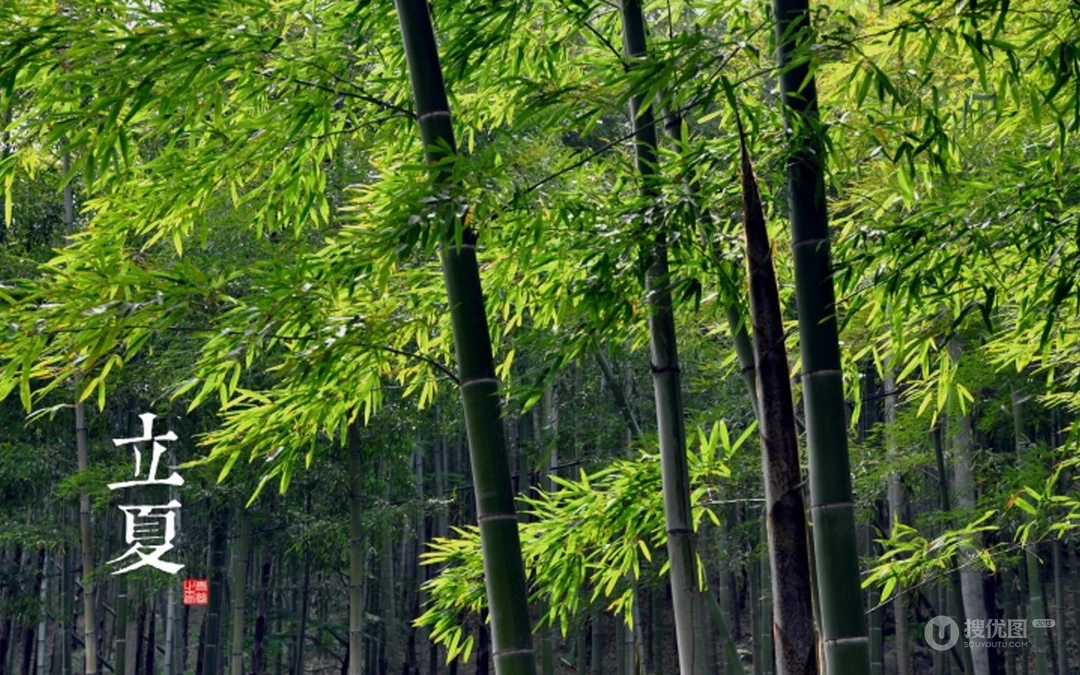 绿意盎然的树木，树叶，叶子等唯美立夏节气桌面壁纸图片