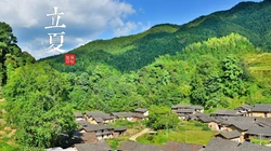 绿意盎然的树木，树叶，叶子等唯美立夏节气桌面壁纸图片