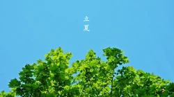 绿意盎然的树木，树叶，叶子等唯美立夏节气桌面壁纸图片