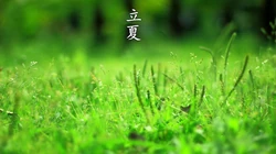 绿意盎然的树木，树叶，叶子等唯美立夏节气桌面壁纸图片