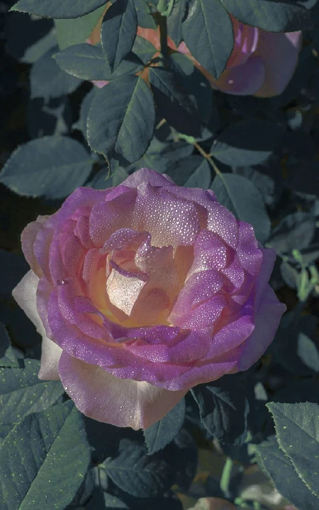 玫瑰花，粉紫色玫瑰花，绿叶唯美高清摄影手机壁纸图片
