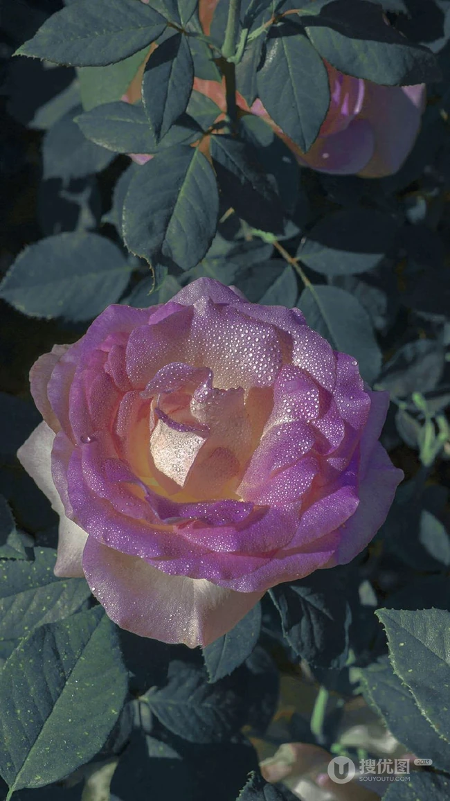 玫瑰花，粉紫色玫瑰花，绿叶唯美高清摄影手机壁纸图片