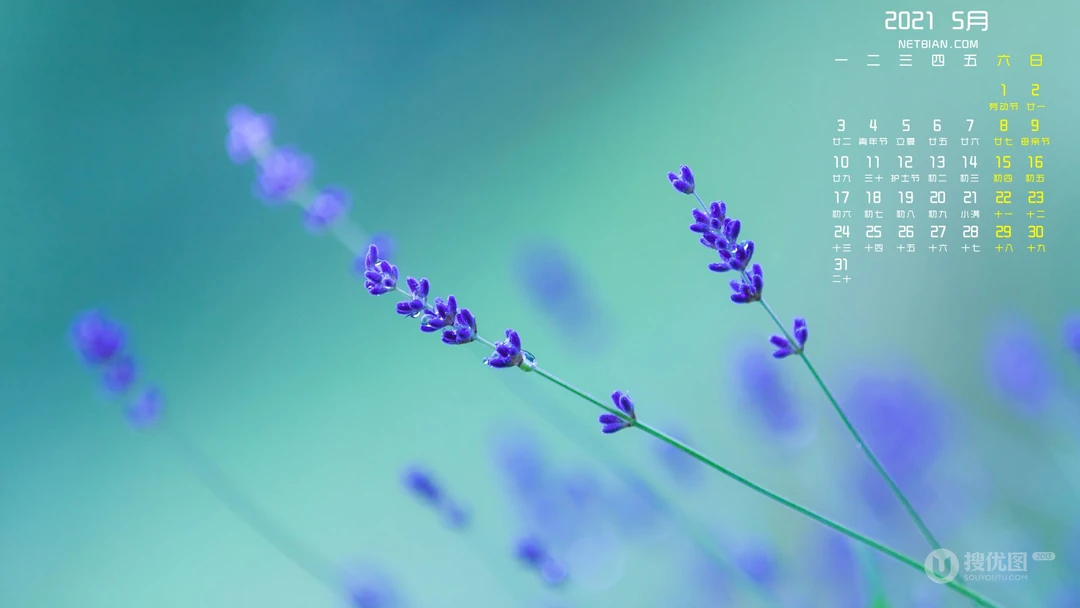 薰衣草，小清新，唯美2021年5月日历壁纸图片