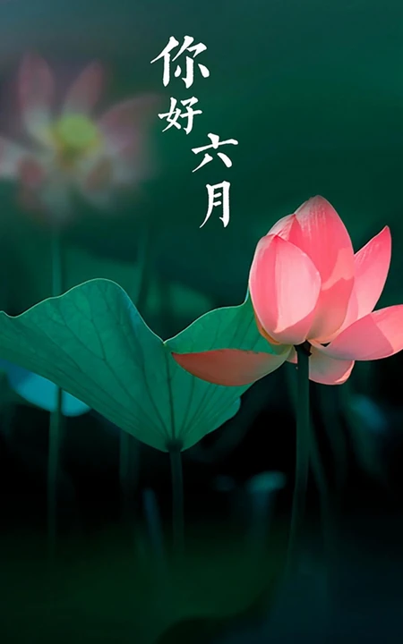 你好六月，莲花，莲叶唯美六月文字高清壁纸图片
