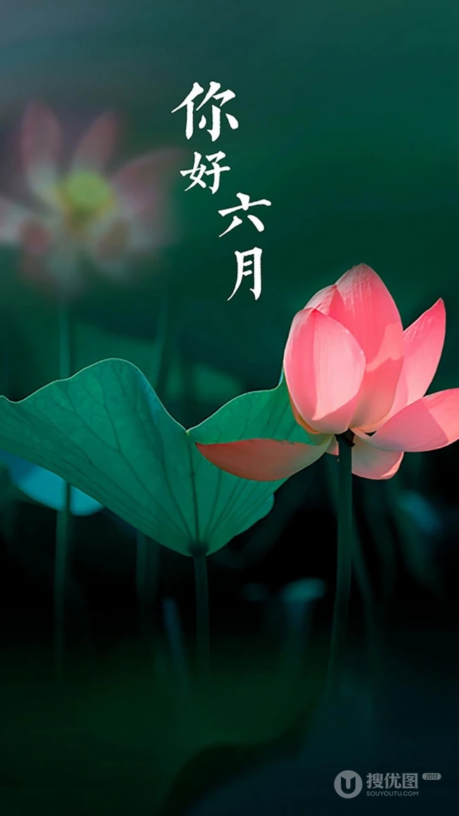 你好六月，莲花，莲叶唯美六月文字高清壁纸图片
