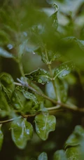 绿叶，嫩叶，露珠，露水 唯美植物叶子高清摄影手机壁纸图片
