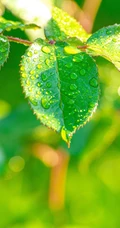 绿叶，嫩叶，露珠，露水 唯美植物叶子高清摄影手机壁纸图片