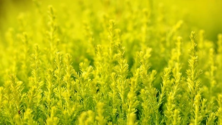 自然清新的植物 野花草唯美壁纸图片