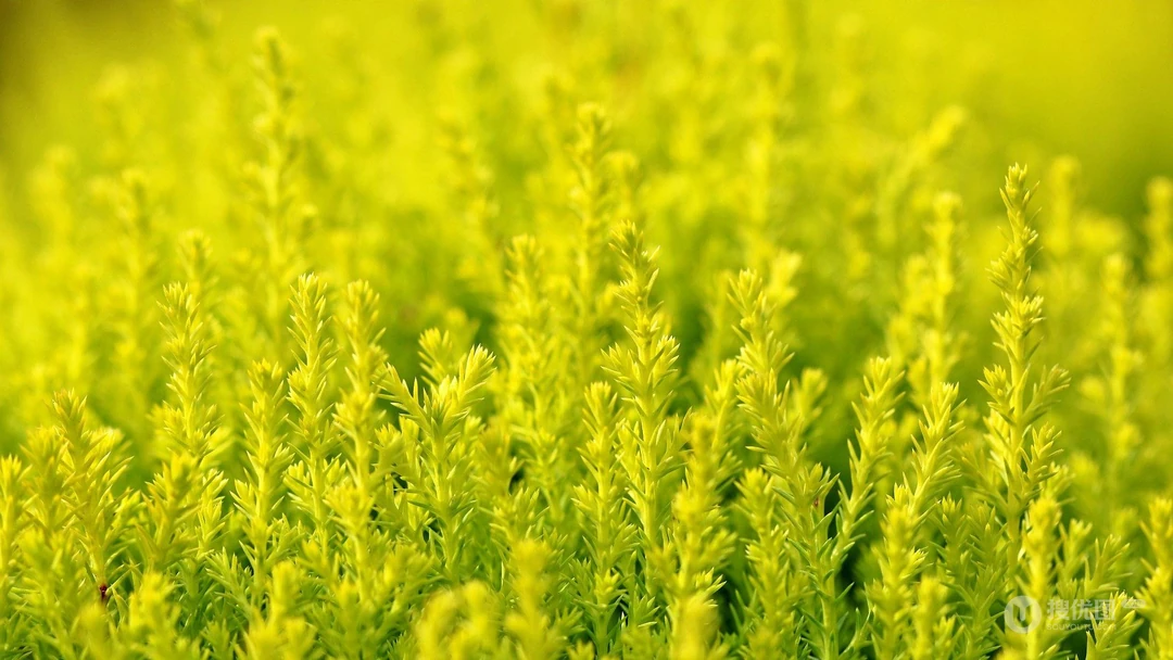 自然清新的植物 野花草唯美壁纸图片