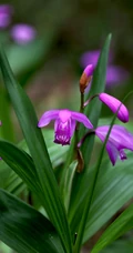 白及，紫红色花朵的兰科植物白及（白芨）摄影图片