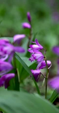 白及，紫红色花朵的兰科植物白及（白芨）摄影图片