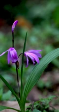 白及，紫红色花朵的兰科植物白及（白芨）摄影图片