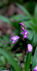 白及，紫红色花朵的兰科植物白及（白芨）摄影图片