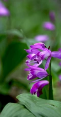 白及，紫红色花朵的兰科植物白及（白芨）摄影图片