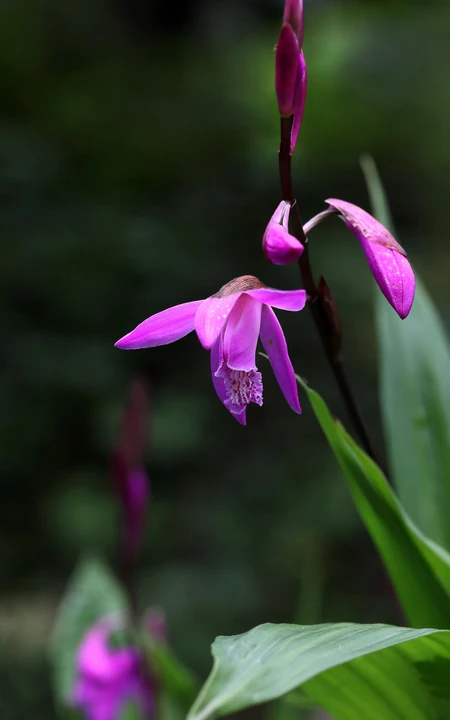 白及，紫红色花朵的兰科植物白及（白芨）摄影图片