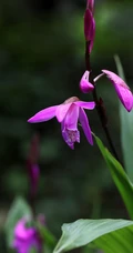 白及，紫红色花朵的兰科植物白及（白芨）摄影图片
