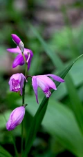 白及，紫红色花朵的兰科植物白及（白芨）摄影图片
