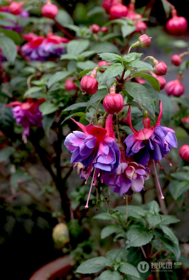 相信爱情和热烈的心，灯笼花（倒挂金钟）唯美图片