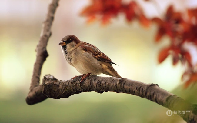 麻雀，站在树枝上的可爱麻雀图片
