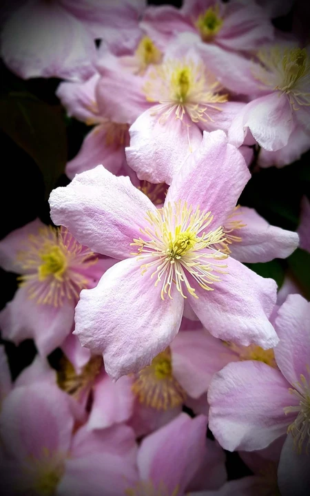 花朵看起来很干净的铁线莲（铁线牡丹）高清摄影图片
