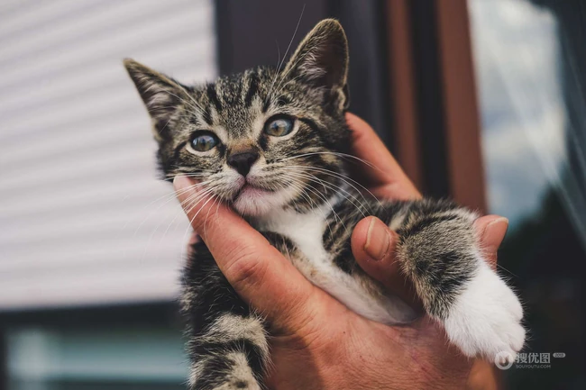 可爱的小猫，黑白相间的小猫咪可爱图片 第4张