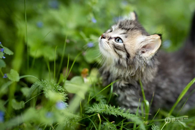 可爱的小猫，黑白相间的小猫咪可爱图片 第5张