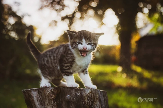 可爱的小猫，黑白相间的小猫咪可爱图片 第2张