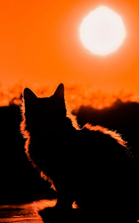 日落下的猫剪影，以及红橙橙色的天空唯美手机壁纸图片