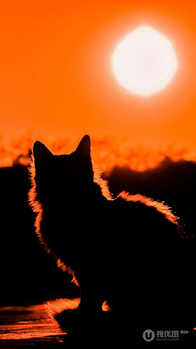 日落下的猫剪影，以及红橙橙色的天空唯美手机壁纸图片