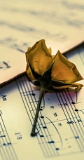 乐谱，曲谱，玫瑰花，非主流手机壁纸图片