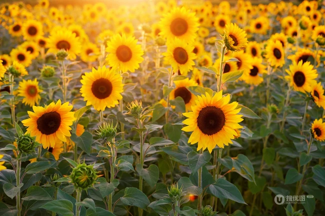 花开灿烂的黄色大花瓣向日葵图片