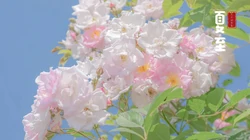 夏至壁纸，浪漫樱花为背景的二十四节气之夏至壁纸图片