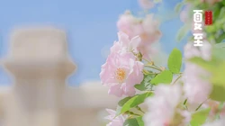 夏至壁纸，浪漫樱花为背景的二十四节气之夏至壁纸图片