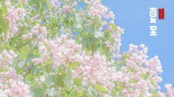 夏至壁纸，浪漫樱花为背景的二十四节气之夏至壁纸图片