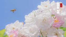 夏至壁纸，浪漫樱花为背景的二十四节气之夏至壁纸图片