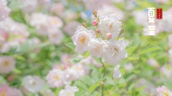夏至壁纸，浪漫樱花为背景的二十四节气之夏至壁纸图片