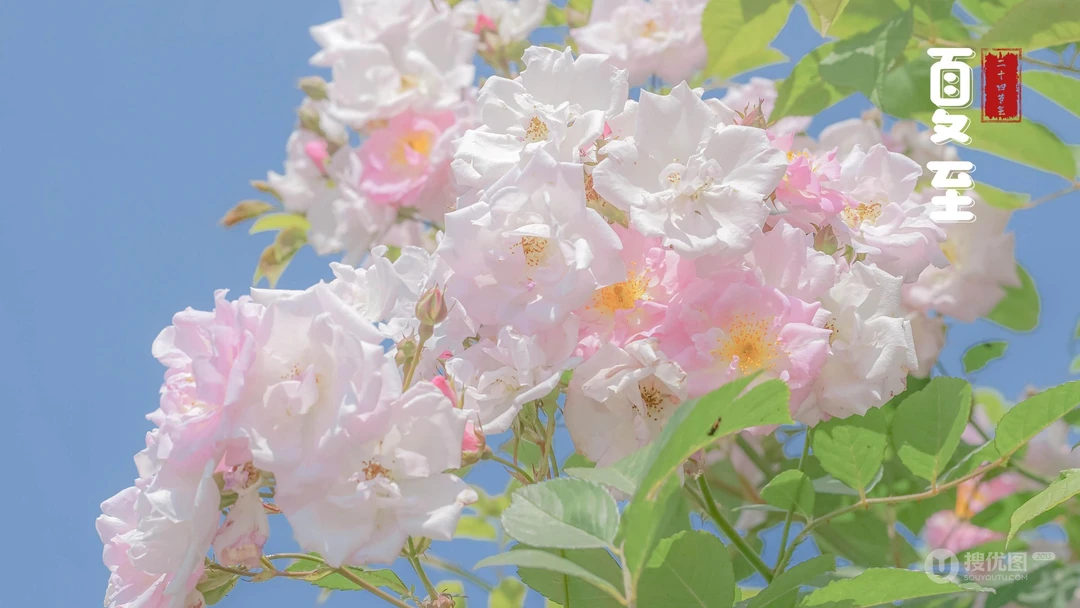 夏至壁纸，浪漫樱花为背景的二十四节气之夏至壁纸图片