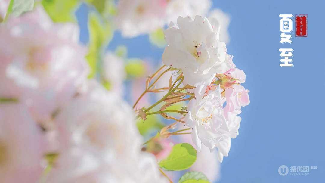 夏至壁纸，浪漫樱花为背景的二十四节气之夏至壁纸图片