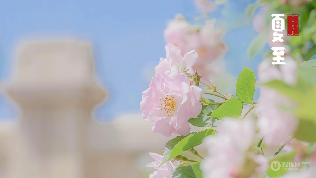 夏至壁纸，浪漫樱花为背景的二十四节气之夏至壁纸图片