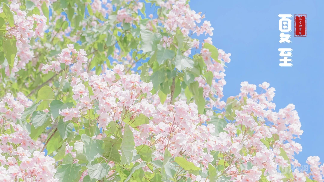 夏至壁纸，浪漫樱花为背景的二十四节气之夏至壁纸图片