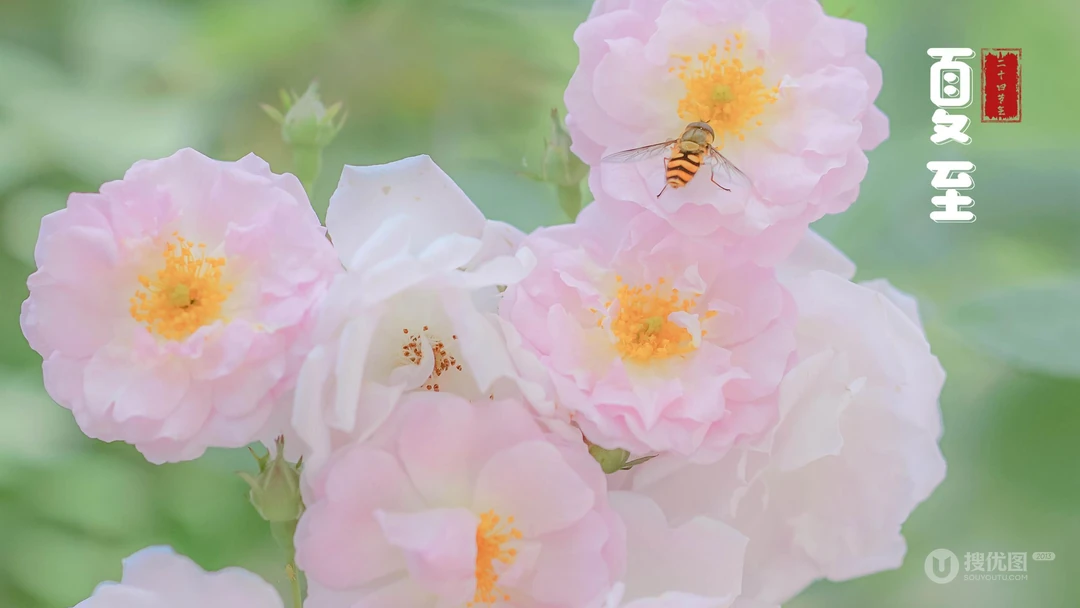 夏至壁纸，浪漫樱花为背景的二十四节气之夏至壁纸图片